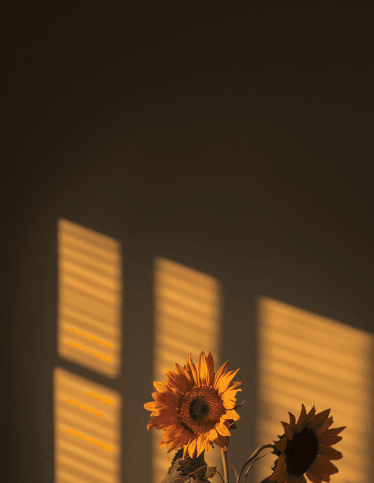 Sunflower Background
